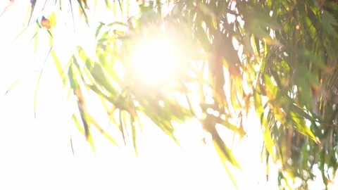 A close up of a plant 스톡 동영상 157871670