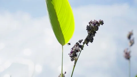Close Up Of A Plant Stock Footage 221828655