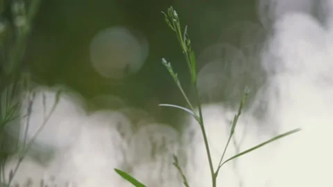 Close-up plant Stock Footage 234361648