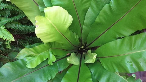 Close up of plant  Stock Footage 243462117