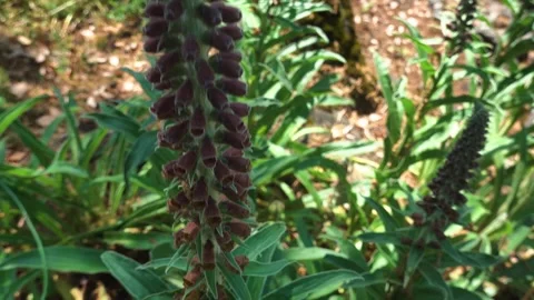 Close up of plant Stock Footage 243497780