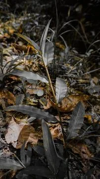 Close-up of Plant in Forest with Dramatic Lighting 스톡 사진