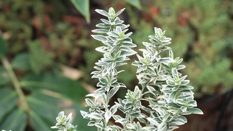 Close up of a plant in the garden 스톡 동영상 305820025