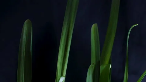 Close-up of plant growing in spring. Stock Footage 149114110