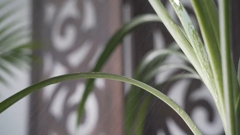 Close UP plant in heavy rain Stock Footage 103855086