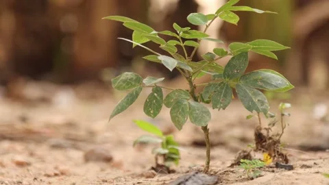 Close up of a plant isolated on a desert Stock Footage 171709737