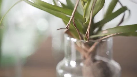 Close up Plant in jar pan down Stock Footage 103855316