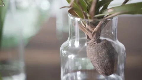 Close up plant in jar pan up Stock Footage 103855422