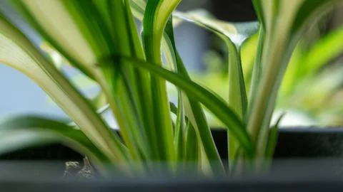 Close up of plant leaf in the pot Stock Photos
