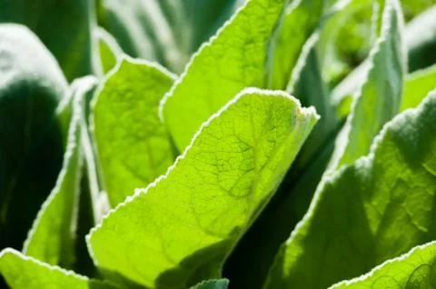Close-up of plant leaf in sunlight. Foto stock