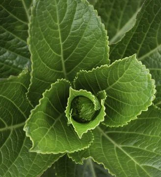 Close up of plant with leafs Stock Photos