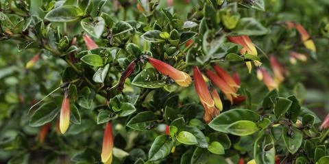 Close up of plant with leafs Stock Photos