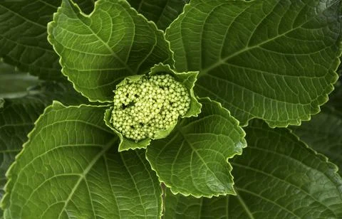 Close up of plant with leafs Stock Photos