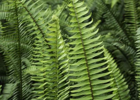 Close up of plant with leafs Stock Photos