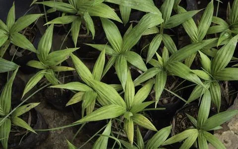 Close up of plant with leafs Photos