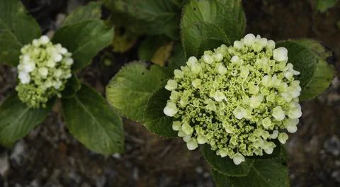 Close up of plant with leafs Stock Photos