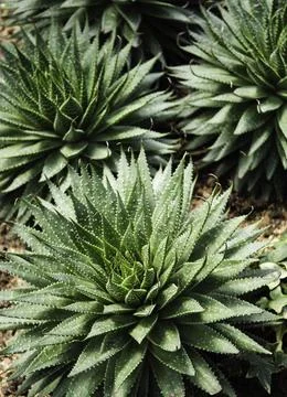 Close up of plant with leafs Stock Photos