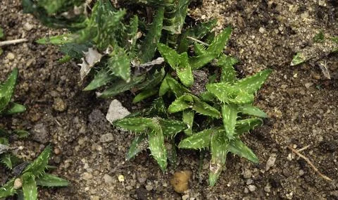Close up of plant with leafs Stock Photos