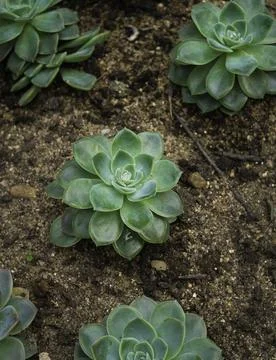 Close up of plant with leafs 库存照片