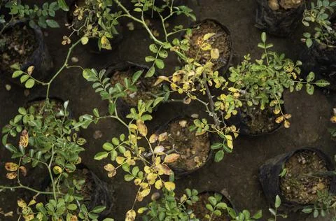 Close up of plant with leafs Stock Photos