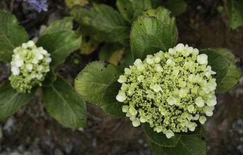 Close up of plant with leafs Photos