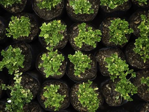 Close up of plant with leafs Stock Photos