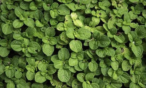 Close up of plant with leafs Stock Photos