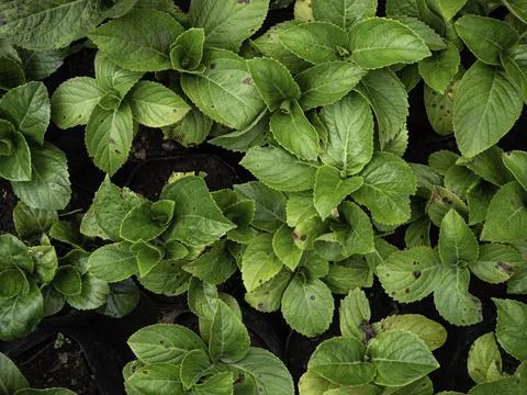 Close up of plant with leafs Stock Photos