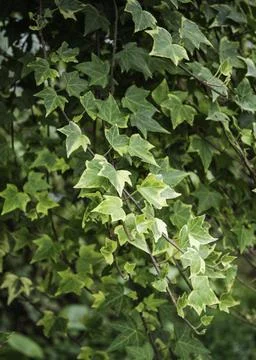Close up of plant with leafs Stock Photos