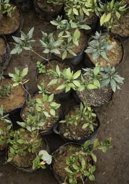 Close up of plant with leafs Photos