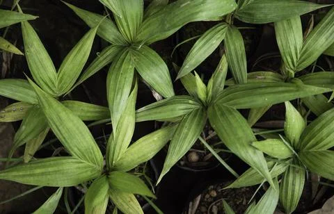 Close up of plant with leafs Stock Photos