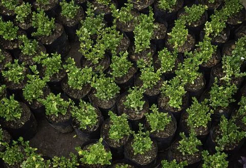 Close up of plant with leafs Stock Photos