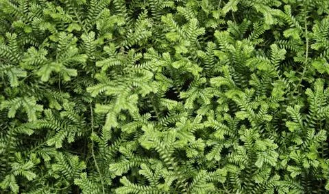 Close up of plant with leafs Stock Photos