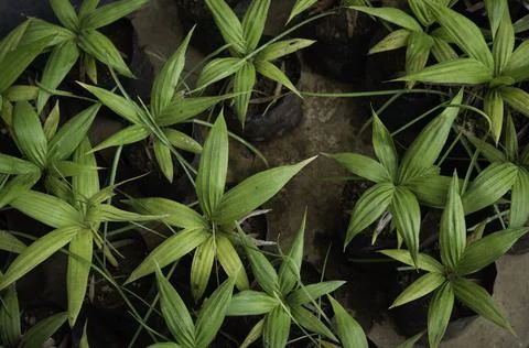 Close up of plant with leafs Stock-Fotos