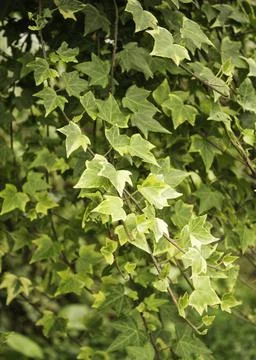 Close up of plant with leafs Foto stock