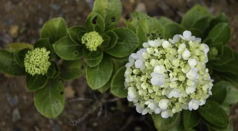 Close up of plant with leafs Photos