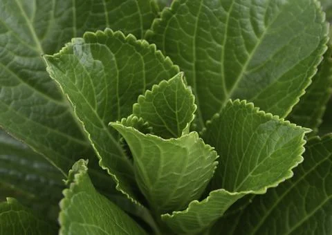 Close up of plant with leafs Stock Photos
