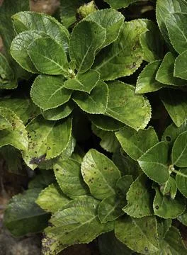 Close up of plant with leafs Stock Photos