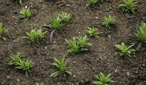 Close up of plant with leafs Stock Photos