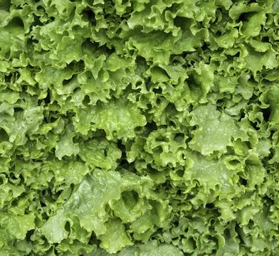 Close up of plant with leafs Stock Photos