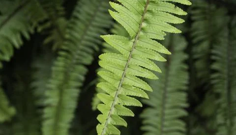 Close up of plant with leafs Fotos Stock