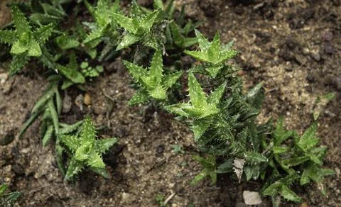 Close up of plant with leafs Stock Photos