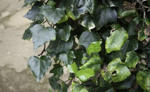 Close up of plant with leafs Stockfoto's