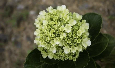 Close up of plant with leafs 库存照片