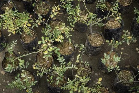 Close up of plant with leafs Foto stock