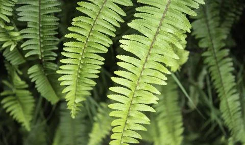 Close up of plant with leafs Stock Photos