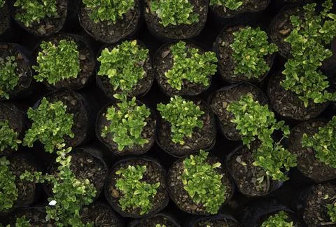 Close up of plant with leafs Stock Photos