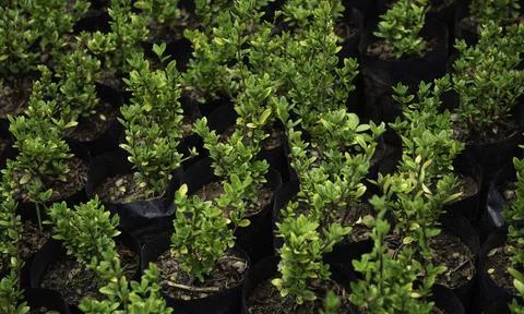 Close up of plant with leafs Stock Photos