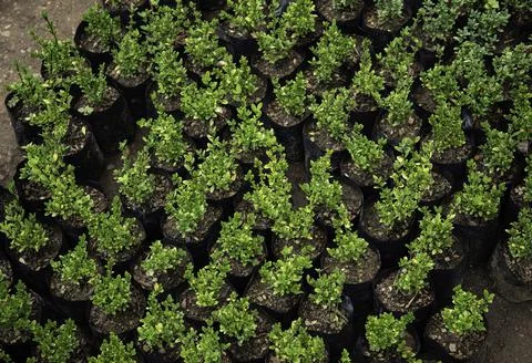 Close up of plant with leafs Photos