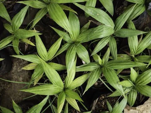 Close up of plant with leafs Photos